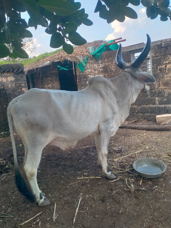 એક વાવણી વાવેલો