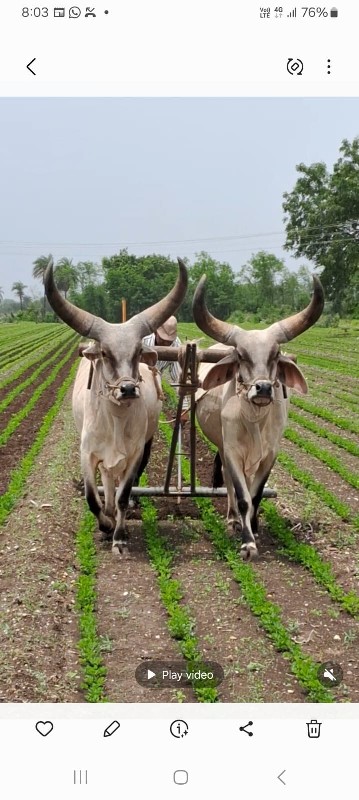 વગળિયા બળદ વેચવ...