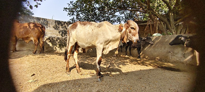 નંદી વહેંચવાની...