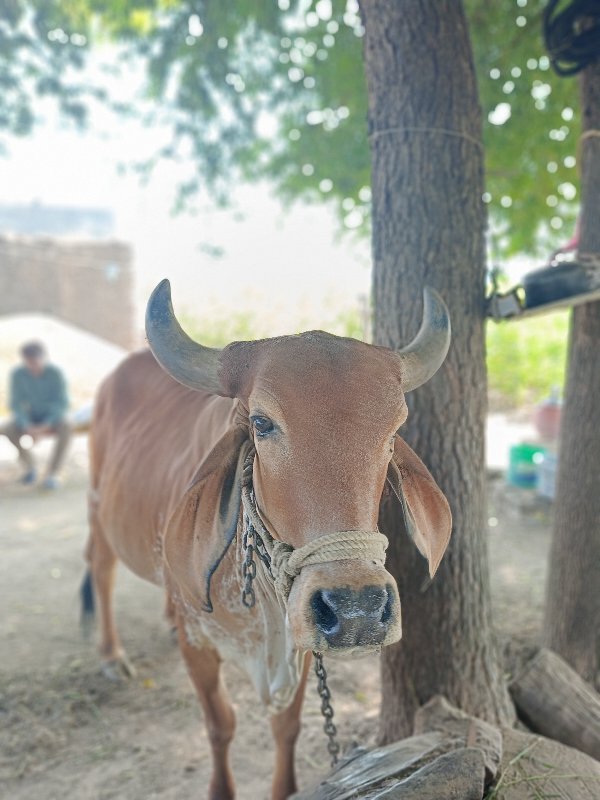 દેસી ગાય વેચવાન...