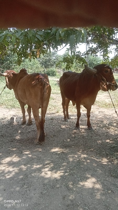 ગોટલા સાવ સોજાશ...