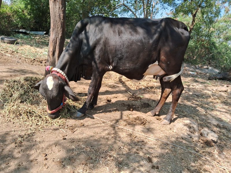 ક્રોસિંગ  પેલું...