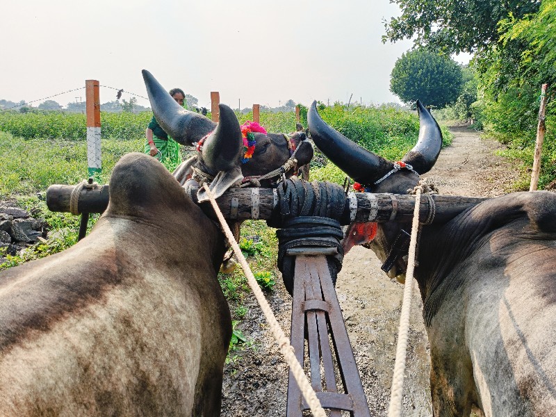 રમલીયા ગોંડલીયા...