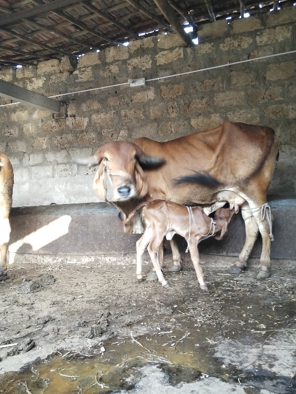 ગીર હોડકી  પેલુ...