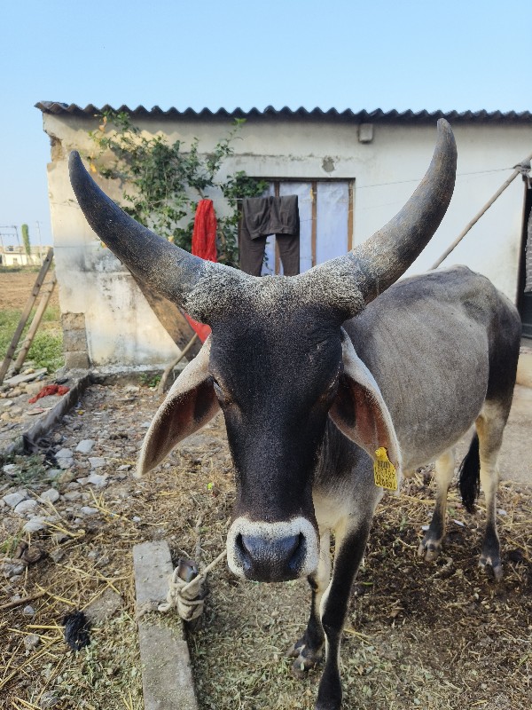 ગાય