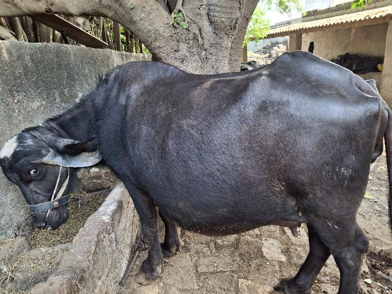 ભેંશ વેચવા ની