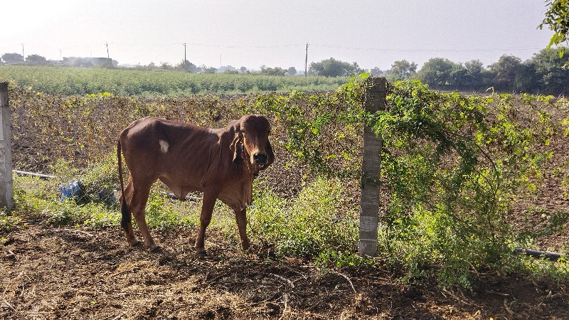 વાસડી બે વર્ષ