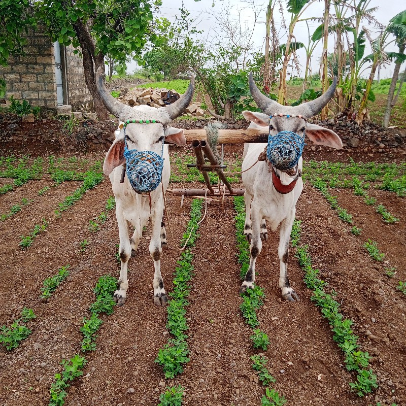 બળદ વેચવા નાછે