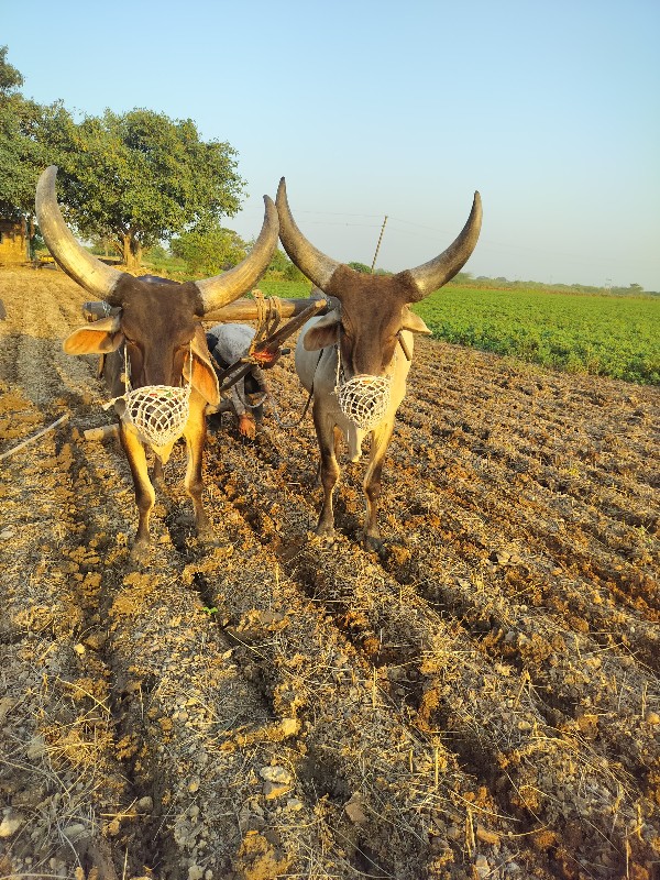 બળદ વેચવા ના છે