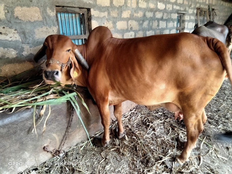 ગાય વેચવાની છે.