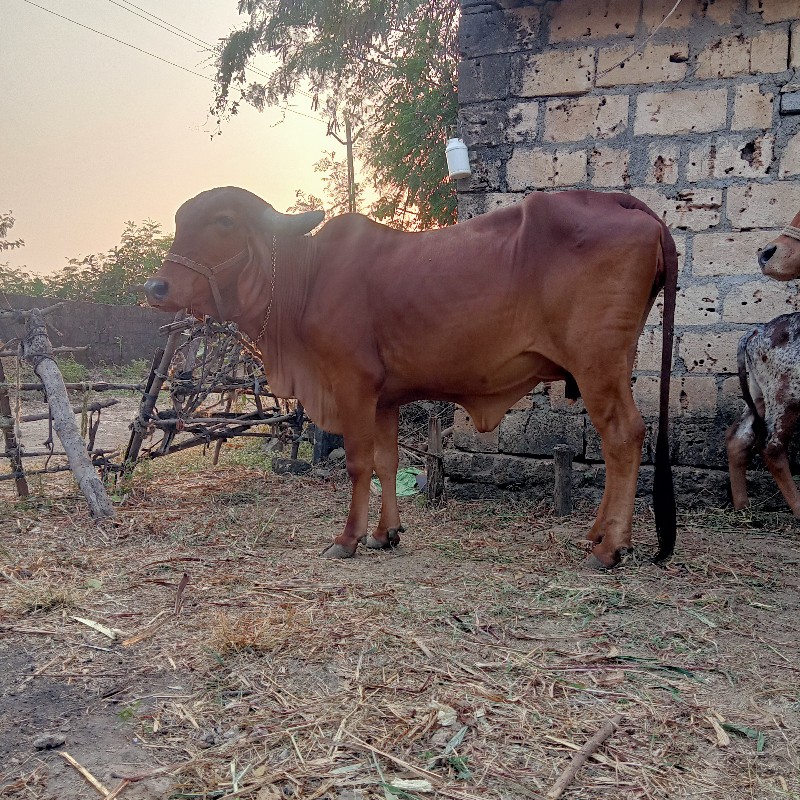 ગાય વેચવાની છે