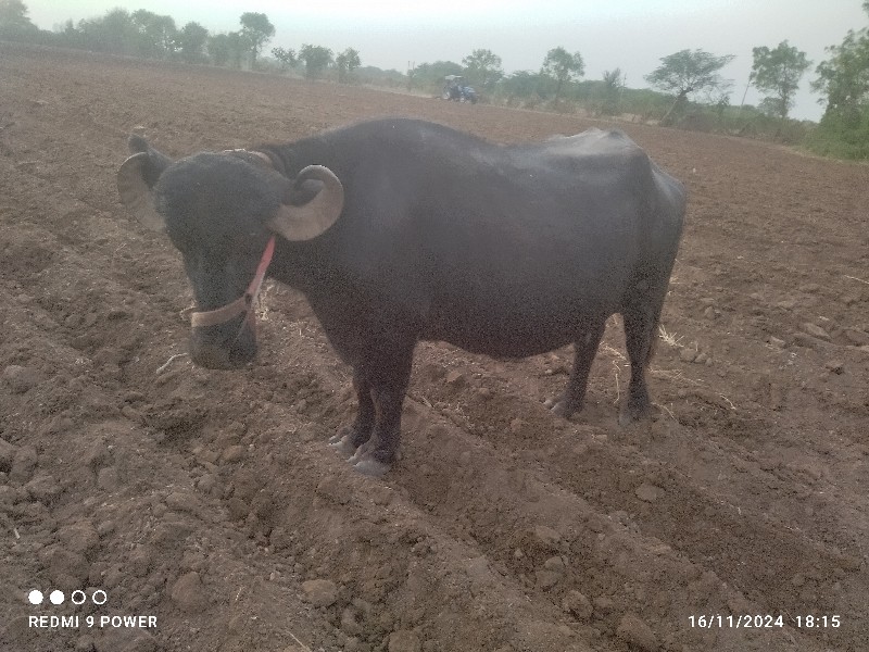 ભેંસ વેચવા ની છ...