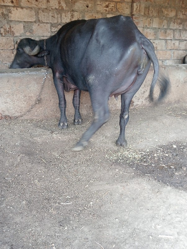 આ બે ભેસું વેચવ...