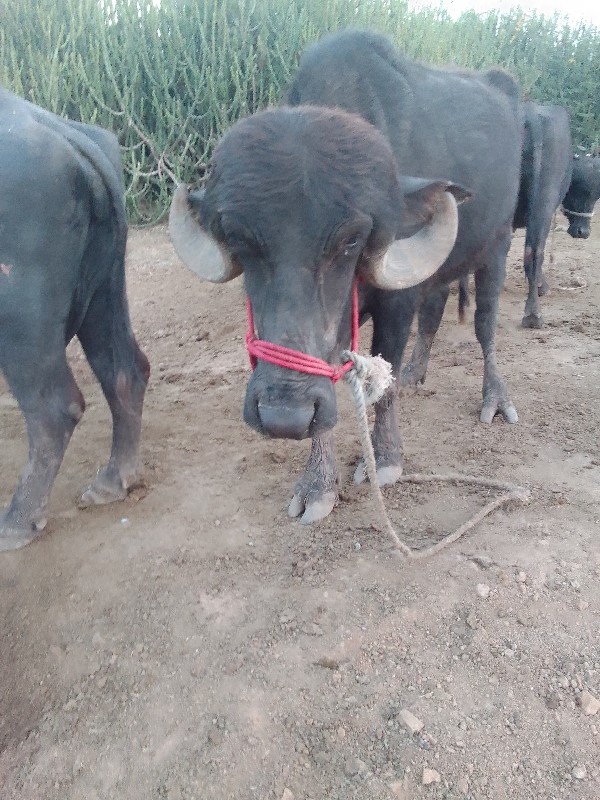 ખળેલી વેશવાની છ...