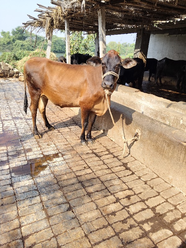 હોળકી વેચવાની છ...