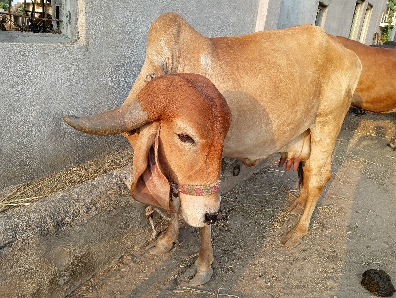 ગાય વેસવાની છે.