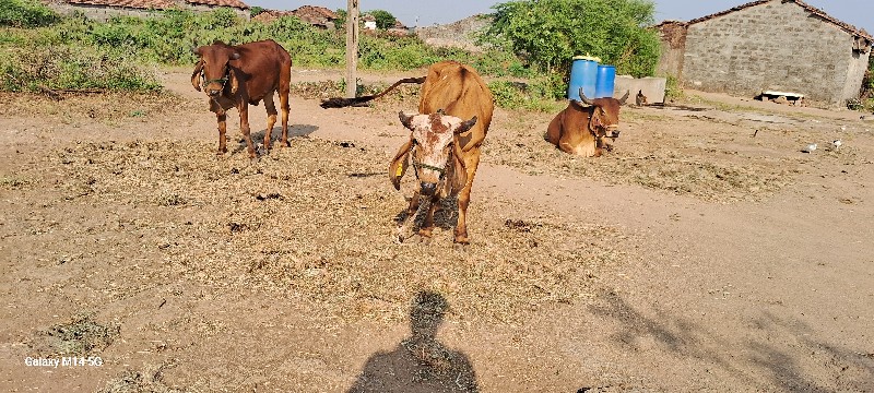 વાસડા દેવાના છે...