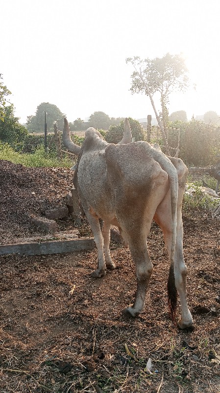 બળદ