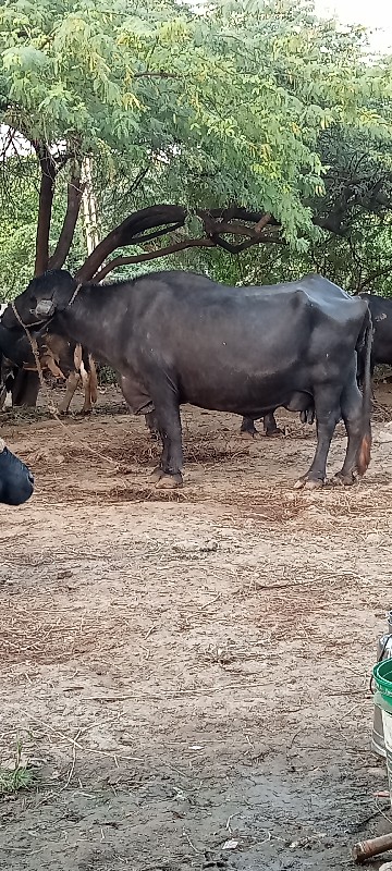 બે ભૈશ વેચવાની...