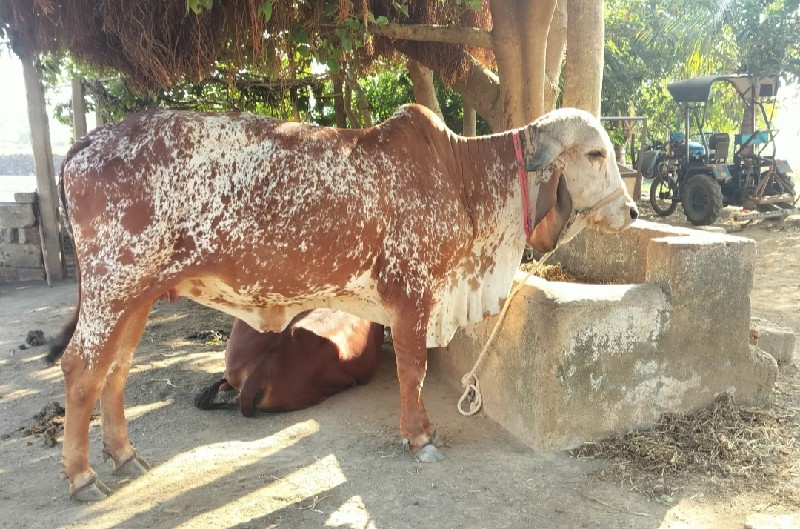 ગીર કાબરી હોળકિ...