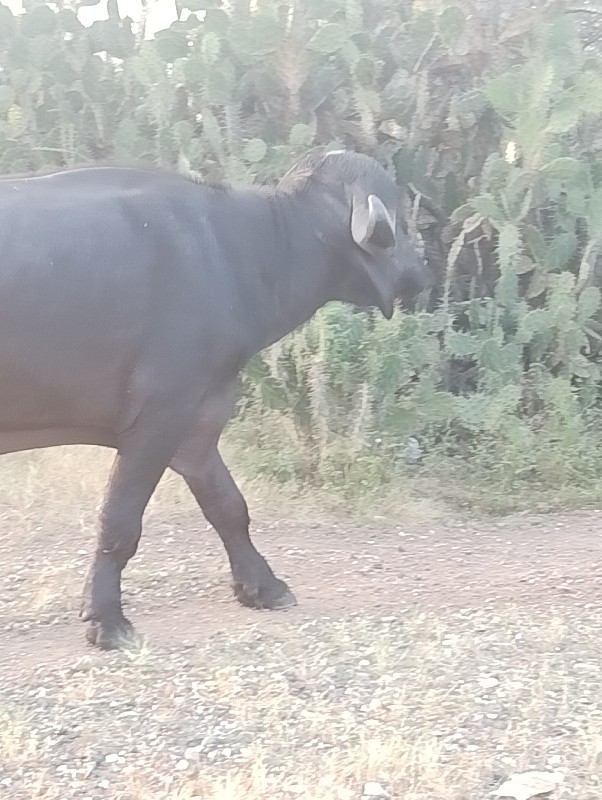 પાડોવેચવાનોછેજવ...