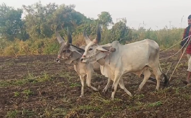 ગોધલા વેસવાના છ...