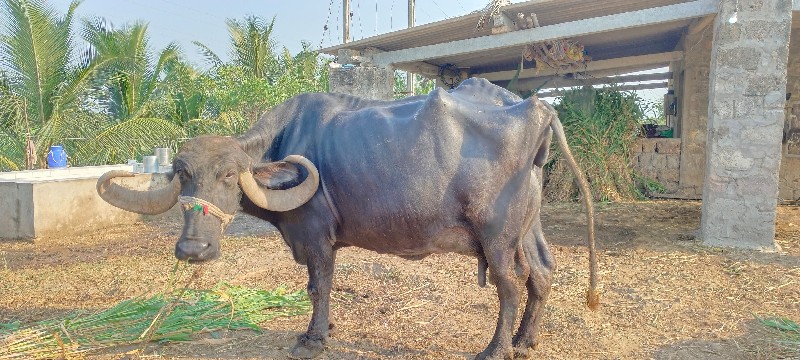 આ ભેંસ વેચવાની...