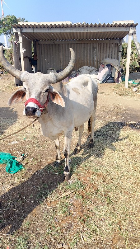 આ બે બળદ વેચવાન...