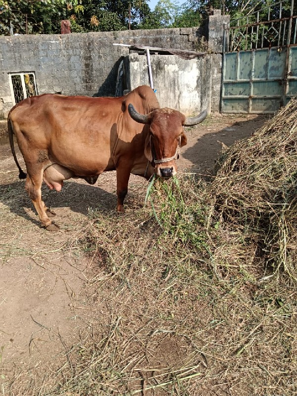 ગીર ગાય વેચવાની...