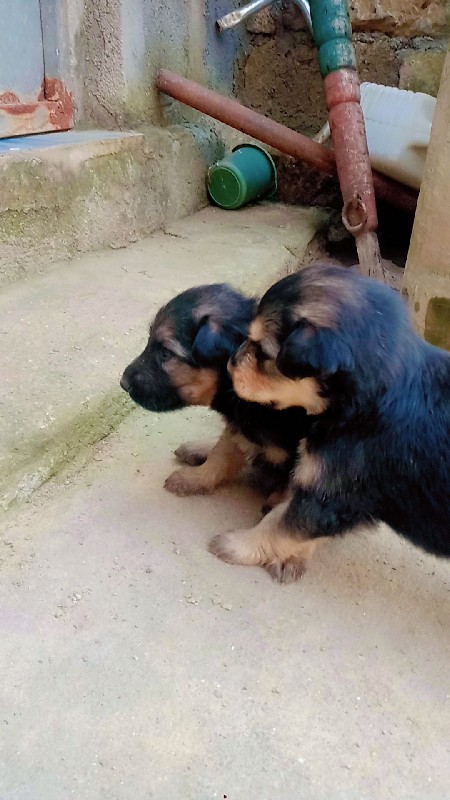 ગલુડીયા વેચવાના...