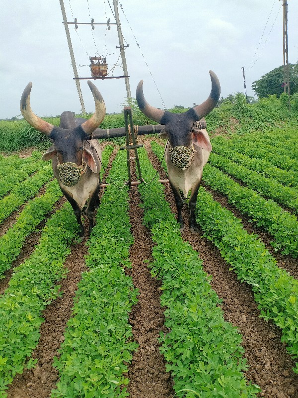 બળદ