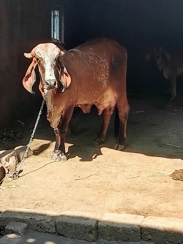 ગાય