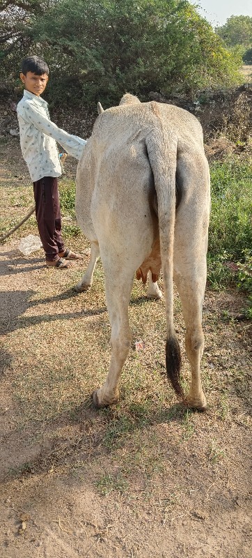 વેચવાની છે