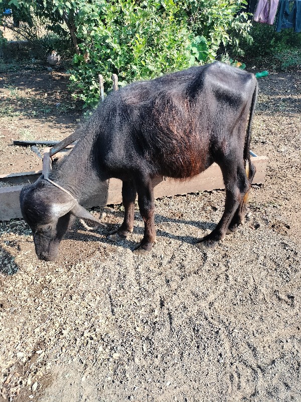 પાડો વેચવાનો છે...