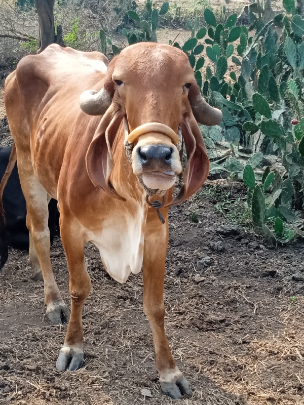 ગાય દેવાની છે