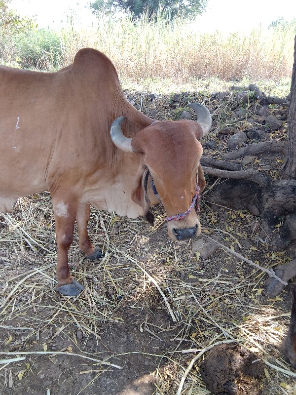 દેસી ગીર ગાય વે...