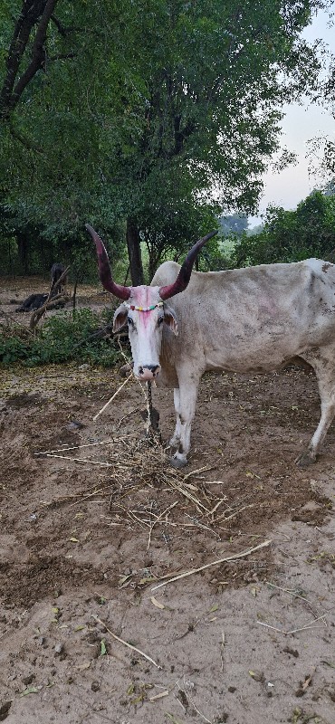 3 વેતર ની ગાય છ...