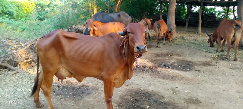 ગીર ગાય