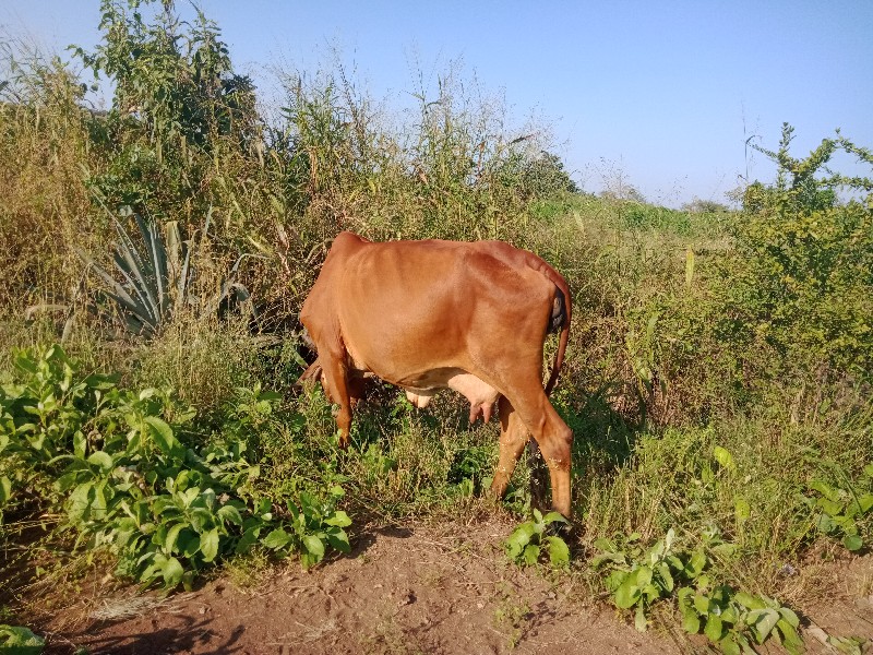 ગાય વેચવા ની છે...