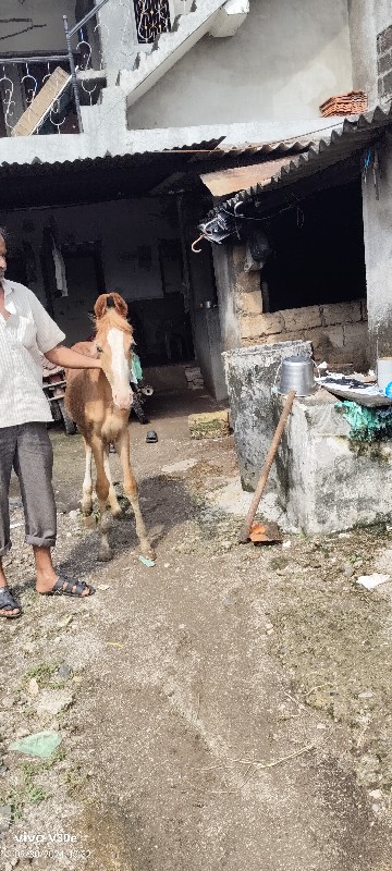 વશેરી