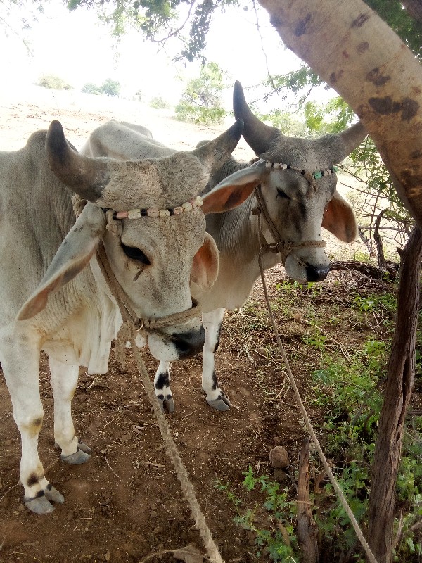 ગોઢલાં