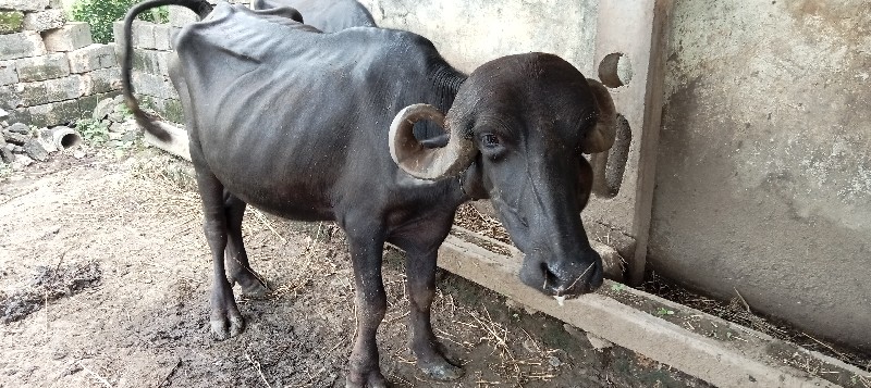 ખળેલી વેચવાની છ...