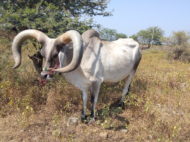 બળદ વેચવાના છે