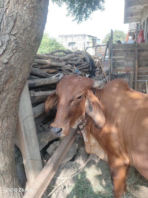 હોળકી વેચવાની છ...