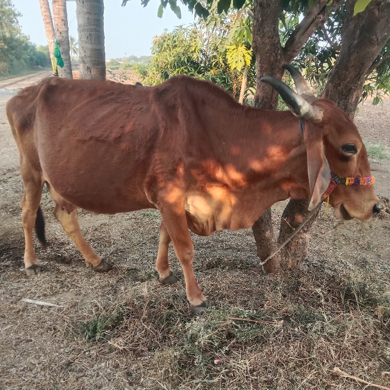 ગાય વેશવાની