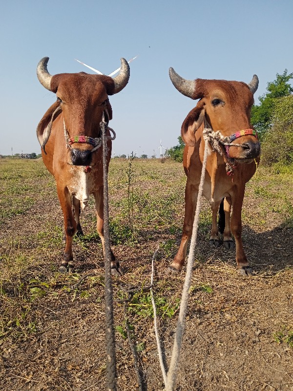 ગોરીયા ગોઢલા 1વ...