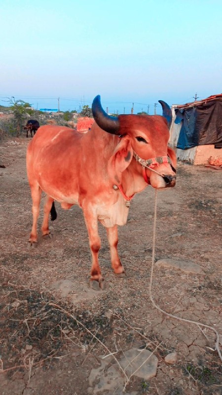 ગોટલો ઠાલાભીર હ...