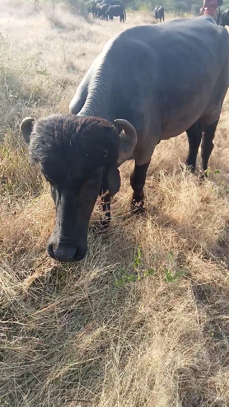 ખડેલુ અને પાડી