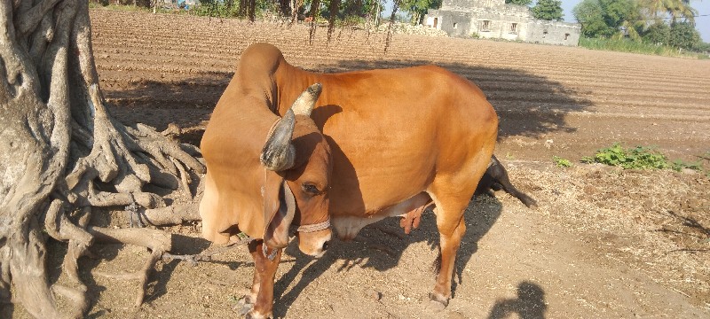 ગાય વેચવા ની છે...