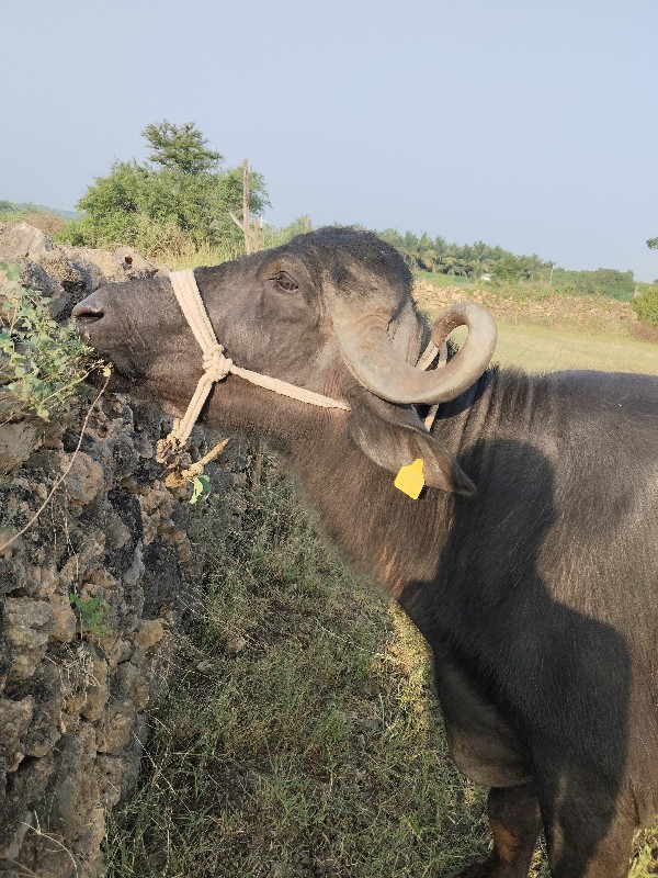 ભેંસ વેચવાની છે